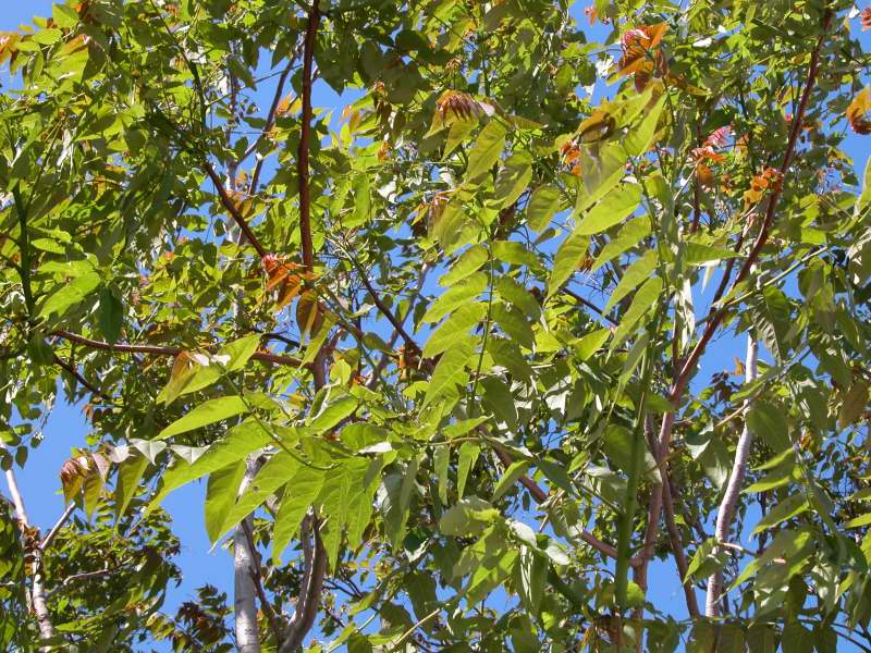 Ailanthus altissima